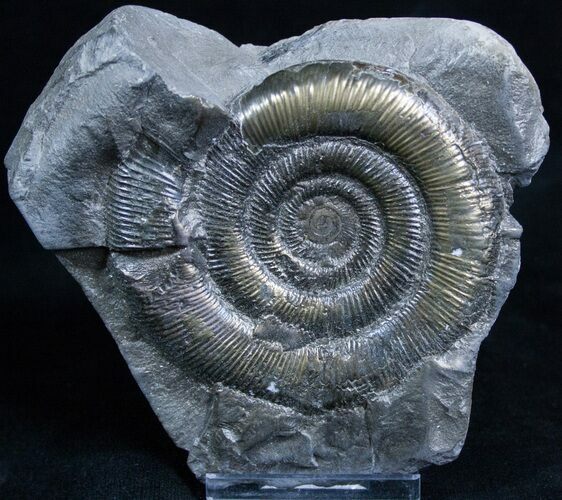 Inch Pyritized Ammonite - Amazing #2270
